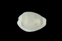 藏品(黃寶螺)的圖片